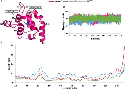 Conformational Changes Induced by S34Y and R98C Variants in the Death Domain of Myd88